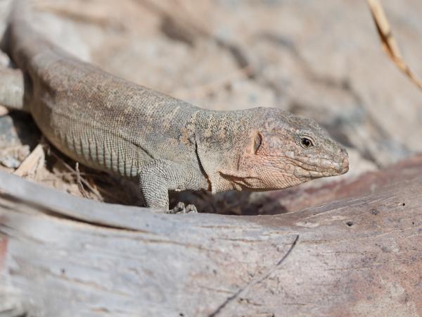 <h3><a href="/trips/grancanaria-2023/biota/animalia/chordata/squamata/lacertidae/gallotia stehlini/gallotia stehlini-nl.html">Gallotia&nbsp;stehlini</a> / Gran&nbsp;canaria&nbsp;giant&nbsp;lizard / Gran‑canariareuzenhagedis</h3>NIKON D500 met AF-S Nikkor 500mm f/5.6E PF ED VR, 1/1250 sec  bij F5.6, ISO 250, afstand 3.76&nbsp;m